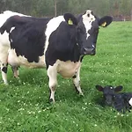 Feriehus Furuheim Gaard Susendal